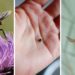 Comment éloigner les insectes qui piquent ?