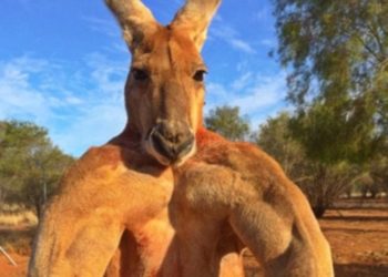 Est-ce que le kangourou mâle à une poche ?