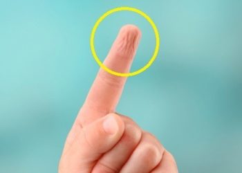 Pourquoi les kangourou se mettent dans l'eau ?