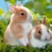 Comment vie un lapin domestique ?