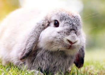 Comment longtemps un lapin peut vivre ?