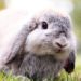 Comment longtemps un lapin peut vivre ?