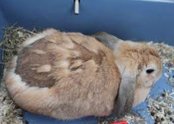 Pourquoi mon lapin nain perd beaucoup de poils ?