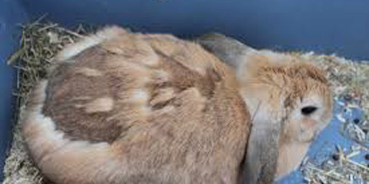 Pourquoi mon lapin nain perd beaucoup de poils ?