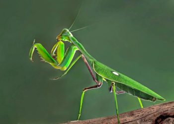 Quels sont les prédateurs de la mante religieuse ?