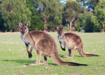Pourquoi les kangourous vivent en Australie ?