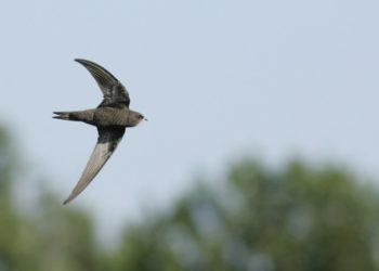 Où nichent les martinets ?