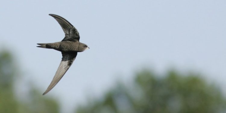 Où nichent les martinets ?