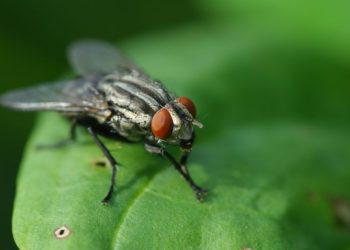 Comment les mouches meurent ?