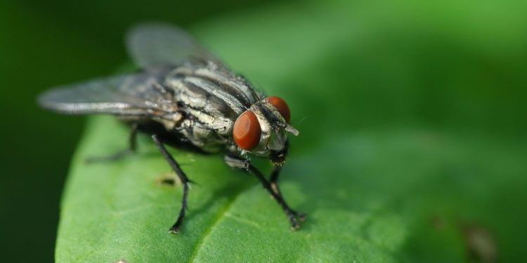Comment les mouches meurent ?