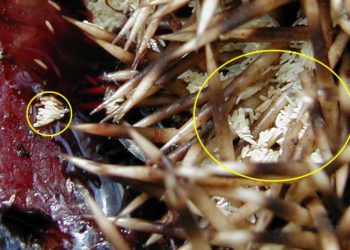 Est-il possible d'avoir un nid de mouche ?