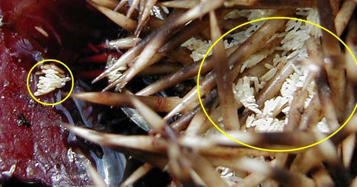 Est-il possible d'avoir un nid de mouche ?