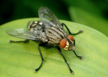 Comment savoir si une mouche dort ?