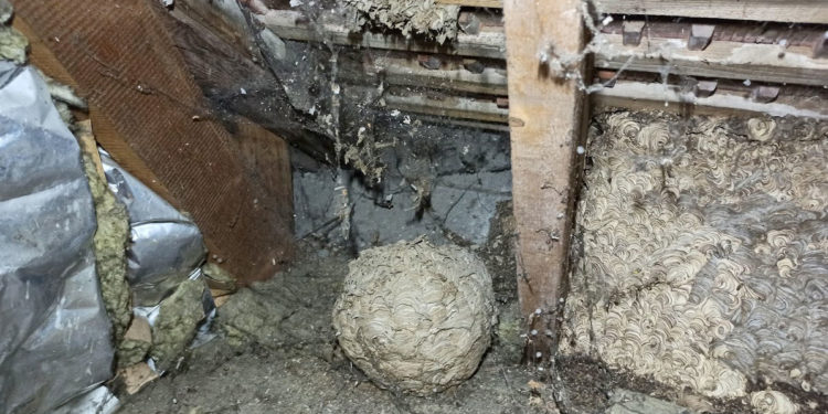 Comment savoir si on a un nid de mouche ?