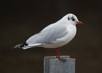 Quel est le mari de la mouette ?