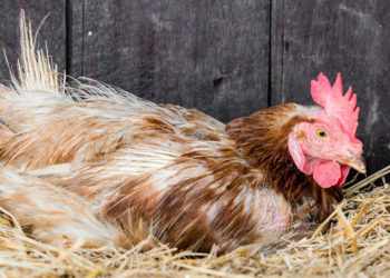 Est-ce qu'une poule peut couver plus de 21 jours ?