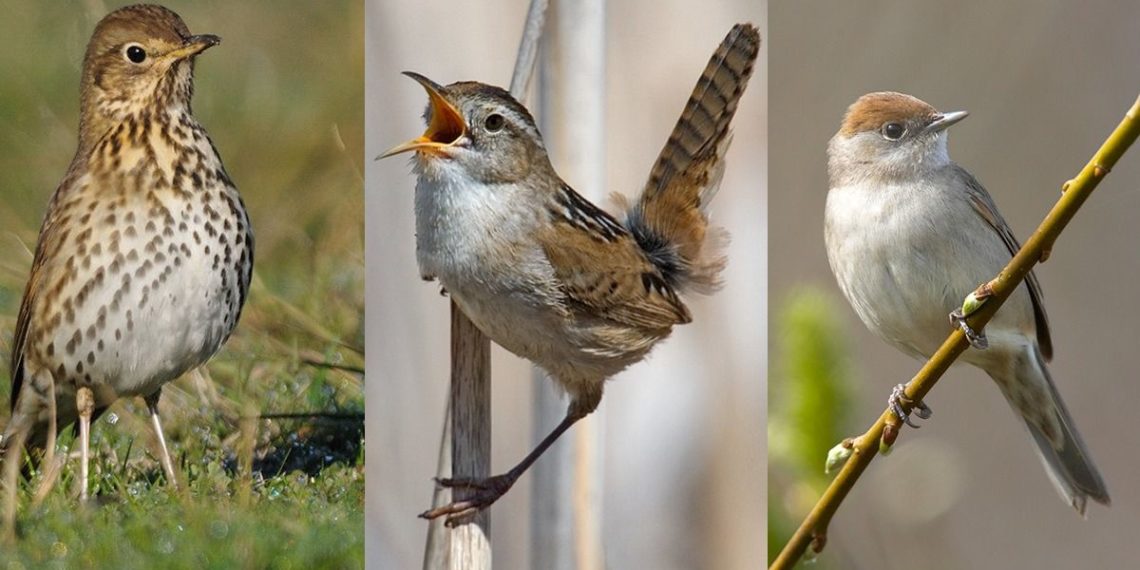 Quels sont les oiseaux qui chantent le matin