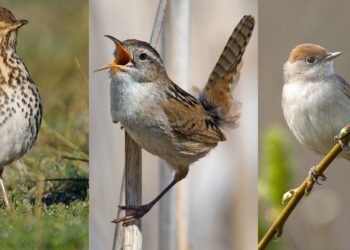 Quels sont les oiseaux qui chantent le matin ?