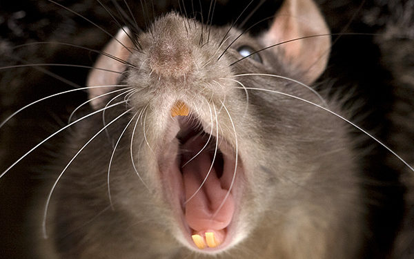 Comment on appelle les animaux qui ont des plumes ?