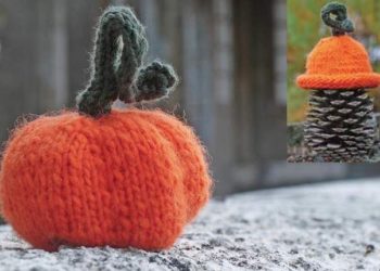 Comment faire tenir les oreilles d'un York ?