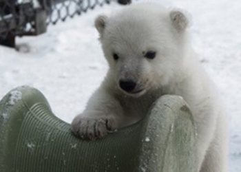 Comment s'appelle le bébé ours polaire ?