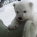 Comment s'appelle le bébé ours polaire ?