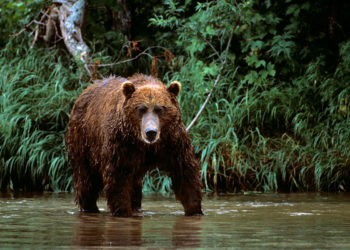Quel type d'ours n'entre pas en hibernation ?