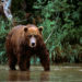 Quel type d'ours n'entre pas en hibernation ?