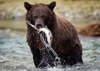 Est-ce que les ours mange de la viande ?