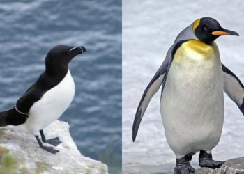 Qui vole entre le pingouin et le manchot ?