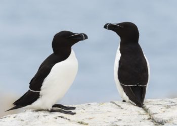 Comment le pingouin vole ?