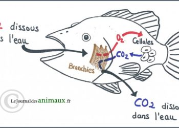 Comment se fait la respiration chez les poissons ?
