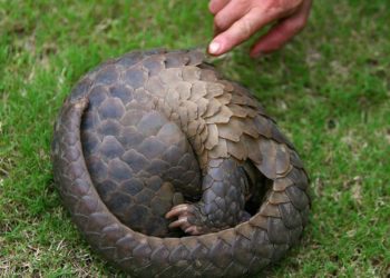 Quels animaux ont des écailles ?