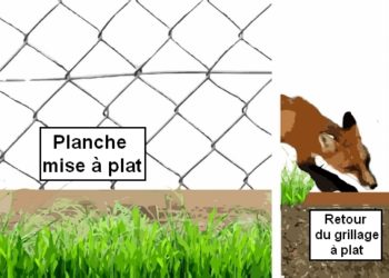 Comment faire fuir un renard ?