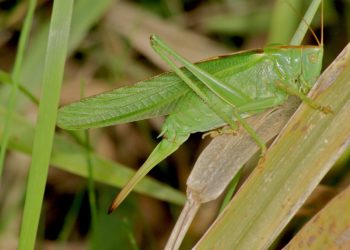Où vit la grande sauterelle verte ?