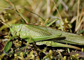 Qu'est-ce que les criquets femelles ne font pas ?