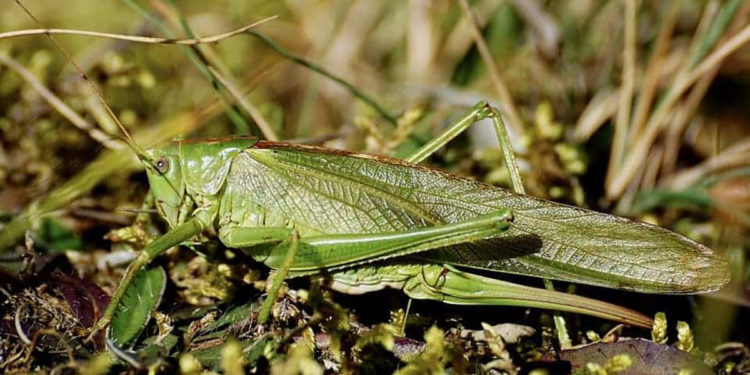 Qu'est-ce que les criquets femelles ne font pas ?