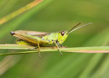 Comment se débarrasser d'une sauterelle ?