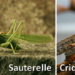 Quelle est la couleur du criquet ?