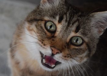 Pourquoi mon chat siamois miaule tout le temps ?