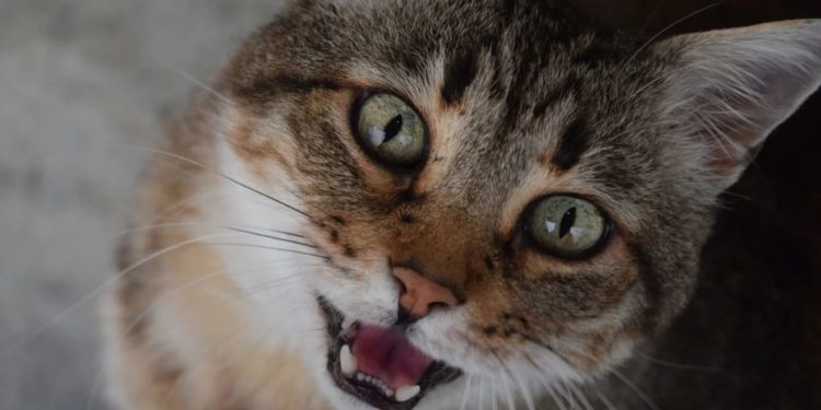 Pourquoi mon chat siamois miaule tout le temps ?