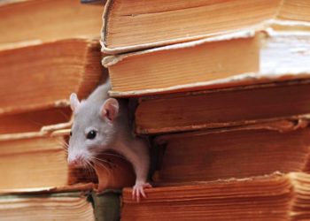 Comment faire fuir les souris dans les cloisons ?
