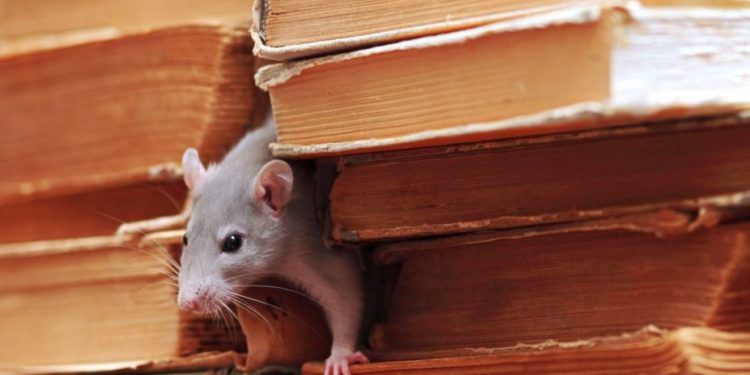 Comment faire fuir les souris dans les cloisons ?