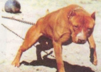 Quel race de chien est interdit en France ?