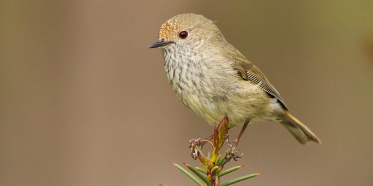 Où dorment les tourterelles l'hiver ?