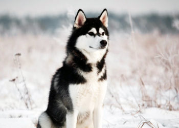 Comment savoir si c'est un vrai Husky ?