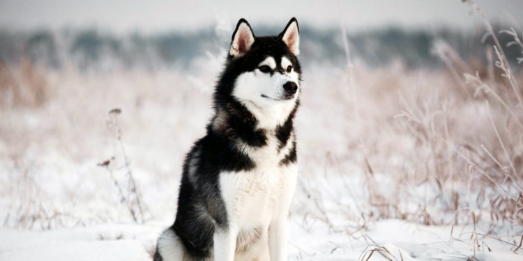 Comment savoir si c'est un vrai Husky ?