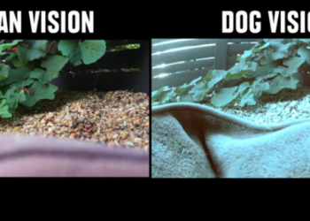 Comment les animaux voient dans le noir ?