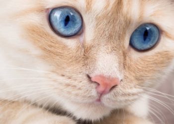 Quand les yeux des chats changent de couleur ?