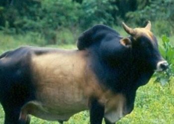 Qui A-t-il dans la bosse du zébu ?